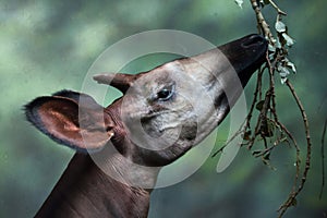 Okapi (Okapia johnstoni).