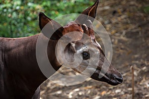 Okapi (Okapia johnstoni).