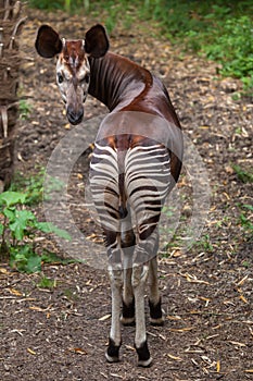 Okapi (Okapia johnstoni).