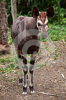 Okapi (Okapia johnstoni).