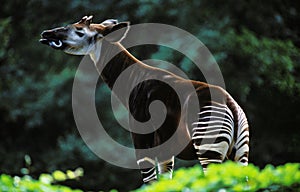 Okapi, okapia johnstoni, Adult licking its Nose