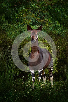 Okapi, Okapia johnstoni, brown rare forest giraffe, in the dark green forest habitat. Big animal in natiopnal park in Congo,