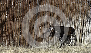 Okapi Okapia johnstoni in Denver Zoo