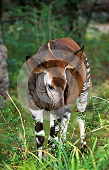 Okapi, okapia johnstoni, Female