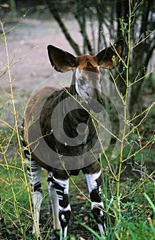 Okapi, okapia johnstoni, Female