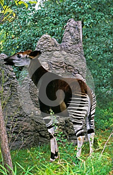 Okapi, okapia johnstoni, Female