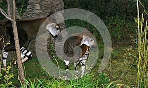 Okapi, okapia johnstoni, Female with Yound