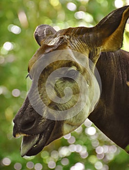 Okapi Okapia johnstoni in a Forest