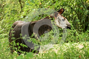 Okapi Okapia johnstoni, forest giraffe or zebra giraffe, artiodactyl mammal native to jungle or tropical forest, Congo, Africa