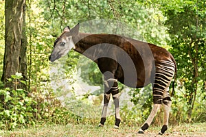 Okapi Okapia johnstoni, forest giraffe or zebra giraffe, artiodactyl mammal native to jungle or tropical forest, Congo, Africa