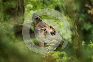 Okapi Okapia johnstoni, forest giraffe or zebra giraffe, artiodactyl mammal native to jungle or tropical forest, Congo, Africa