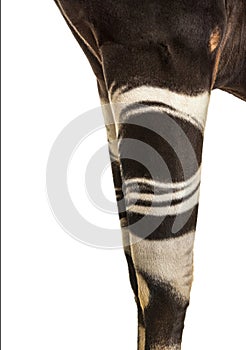 Okapi, Okapia johnstoni, isolated