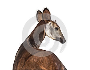 Okapi, Okapia johnstoni, isolated