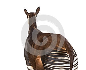 Okapi, Okapia johnstoni, isolated