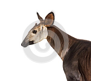 Okapi, Okapia johnstoni, isolated