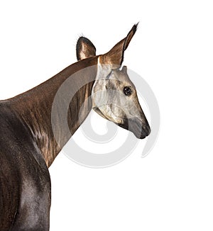 Okapi, Okapia johnstoni, isolated