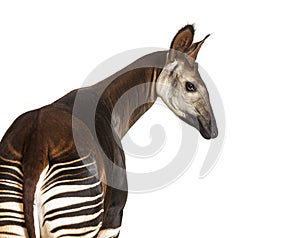 Okapi, Okapia johnstoni, isolated