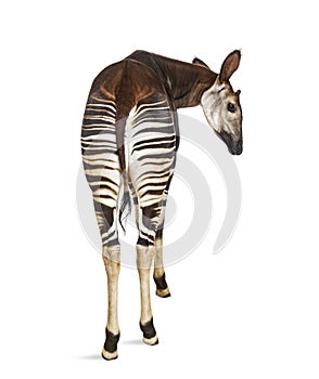 Okapi, Okapia johnstoni, isolated