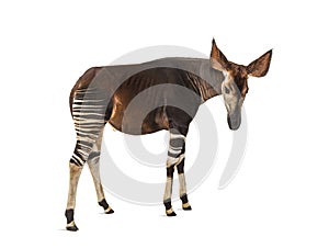 Okapi, Okapia johnstoni, isolated