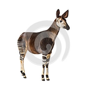 Okapi, Okapia johnstoni, isolated