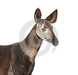 Okapi, Okapia johnstoni, isolated