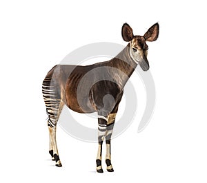 Okapi, Okapia johnstoni, isolated