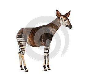 Okapi, Okapia johnstoni, isolated