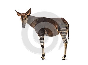 Okapi, Okapia johnstoni, isolated