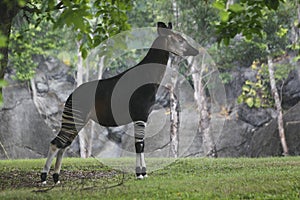 Okapi, okapia johnstoni, Male under Rain