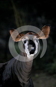 OKAPI okapia johnstoni, PORTRAIT OF ADULT