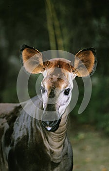 Okapi, okapia johnstoni, Portrait of Adult