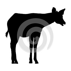 Okapi Okapia johnstoni Standing On a Side View Silhouette Found In Map Of Africa. Good To Use For Element Print Book