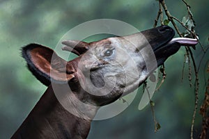 Okapi (Okapia johnstoni). photo