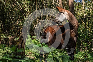 An okapi roaming in the forest.