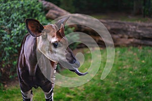Okapi showing blue tongue