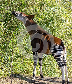 Okapi snack at Bronx zoo