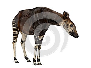 Okapi standing, looking attentively, Okapia johnstoni