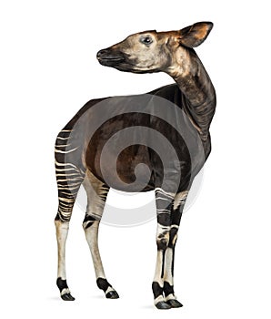 Okapi standing, looking away, Okapia johnstoni, isolated