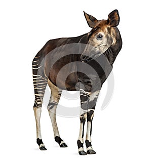 Okapi standing, looking away, Okapia johnstoni, isolated photo
