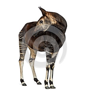 Okapi standing, looking back, Okapia johnstoni, isolated