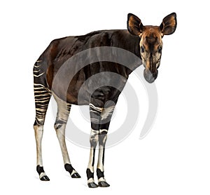 Okapi standing, looking at the camera, Okapia johnstoni