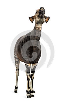 Okapi standing, looking up, Okapia johnstoni, isolated