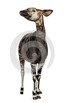 Okapi standing, looking up, Okapia johnstoni, isolated photo