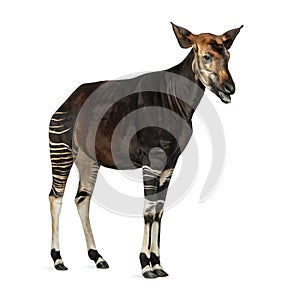 Okapi standing, mooing, Okapia johnstoni, isolated photo