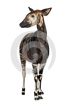 Okapi standing, Okapia johnstoni, isolated