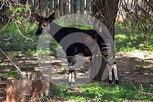 An okapi standing in the shade