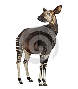 Okapi standing, showing teeth, Okapia johnstoni photo