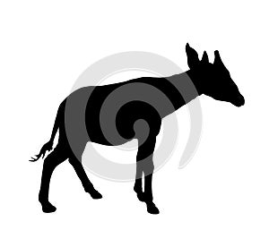 Okapi vector silhouette illustration isolated on white background.