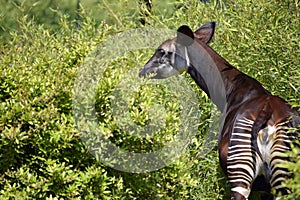 Okapi in the vegetation