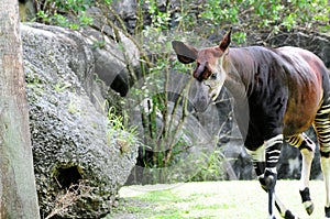 Okapi walking in zoo